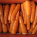 Carrot exporters